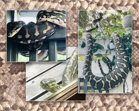 Welcoming my Reptiles in the Roof: A Journey from Fear to Respect